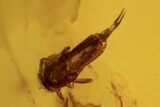 Fossil Leaf, Fly & Springtail In Baltic Amber #123419-1